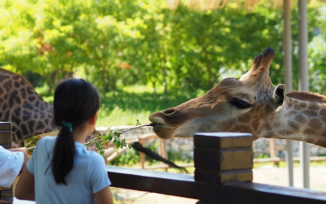 Zoo Etiquette: How to Behave When Visiting a Zoo