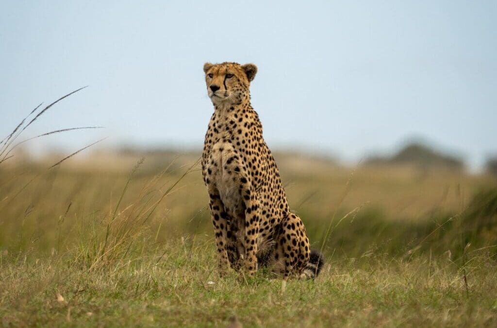 10 Facts About the Cheetah